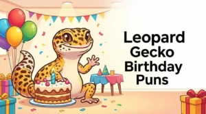 Leopard gecko celebrating birthday
